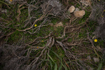 Roots