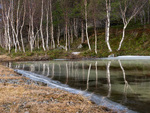 "Reflections of birch"