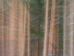 "The fancy forrest"