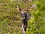 "The pretty moose"