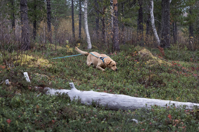 Sporhund