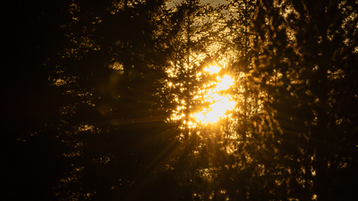 Kvelds sol i skogen 