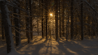 Når solen titter frem i en kald vinterdag i skogen 