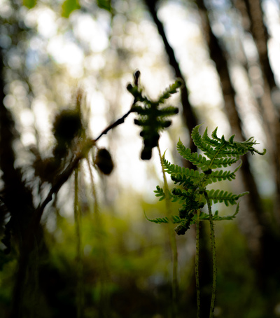 Vår i skogen