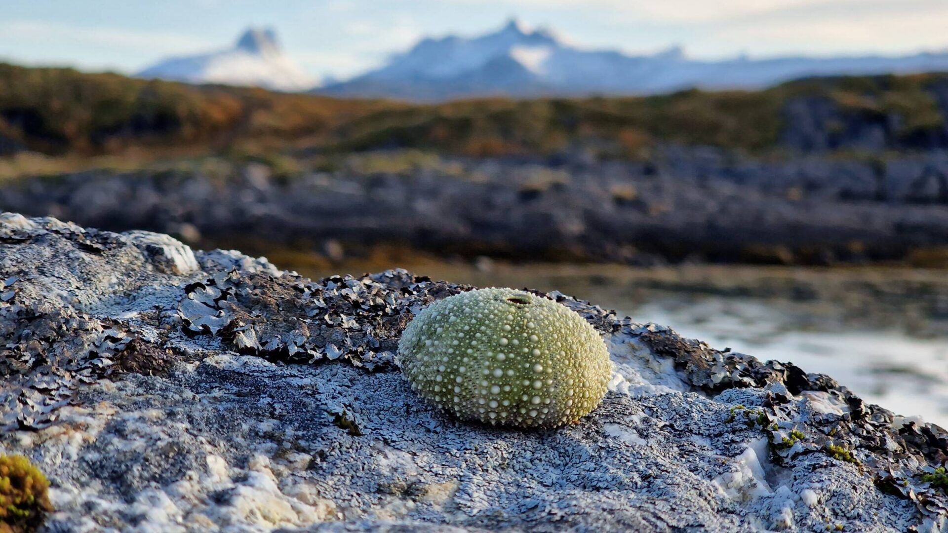 Konkurransen “I fjæra”